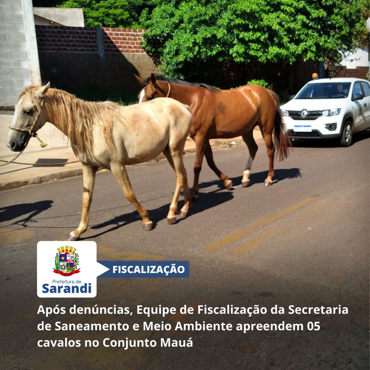 Após denúncias, Equipe de Fiscalização da Secretaria de Saneamento e Meio Ambiente apreendem 05 cavalos no Conjunto Mauá